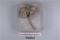 藏品(小鋸齒狀羽枝刺樹海百合(模))的圖片